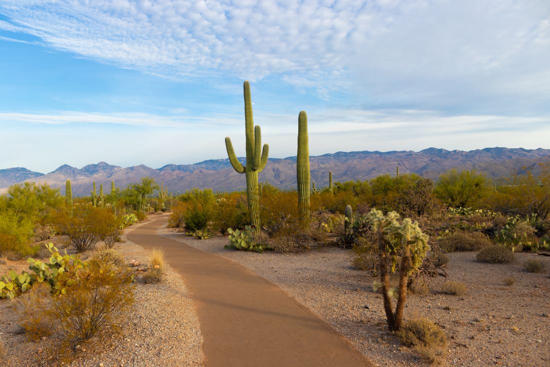 Arizona cactus and terrain.